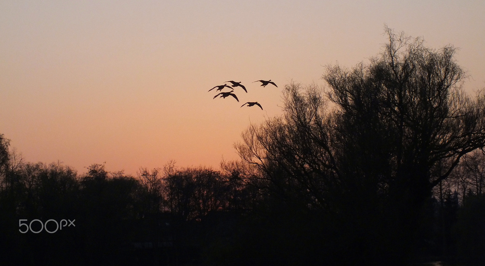 FujiFilm FinePix HS20 EXR (FinePix HS22 EXR) sample photo. 🐦 photography