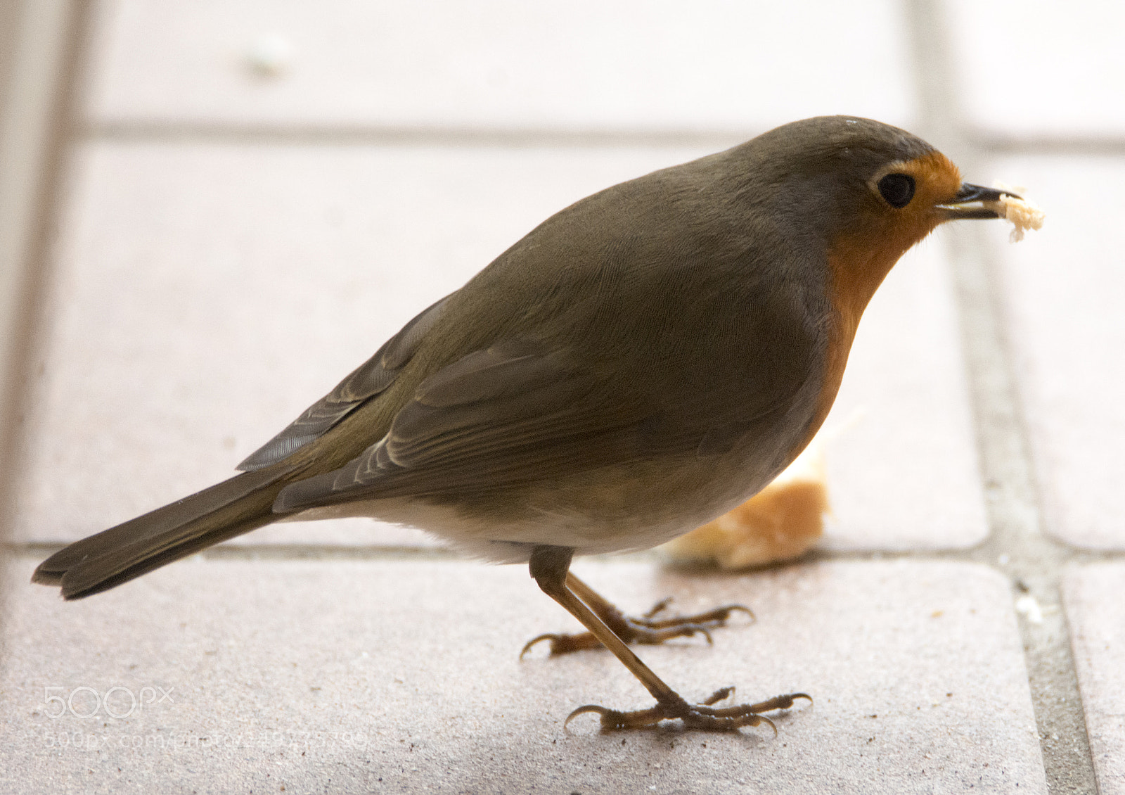 Nikon D7100 sample photo. Robin eating photography