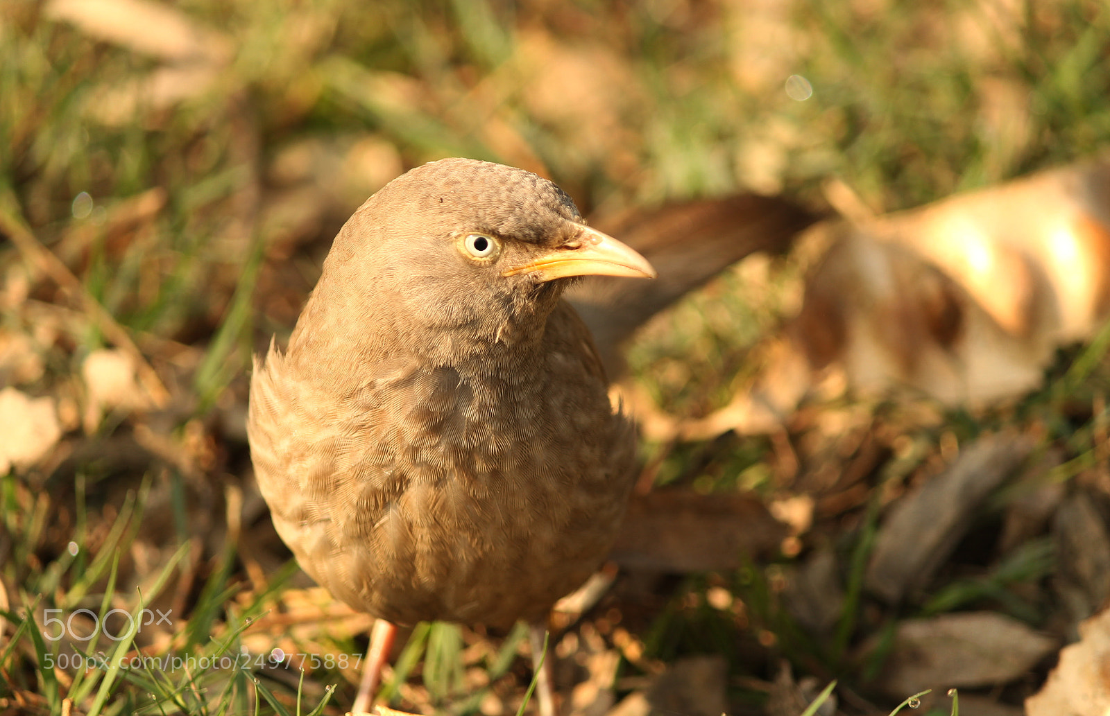 Canon EF-S 55-250mm F4-5.6 IS II sample photo. Jungle babbler photography