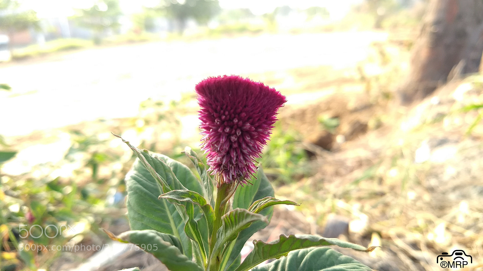 Motorola Moto G (5) Plus sample photo. Purpura photography