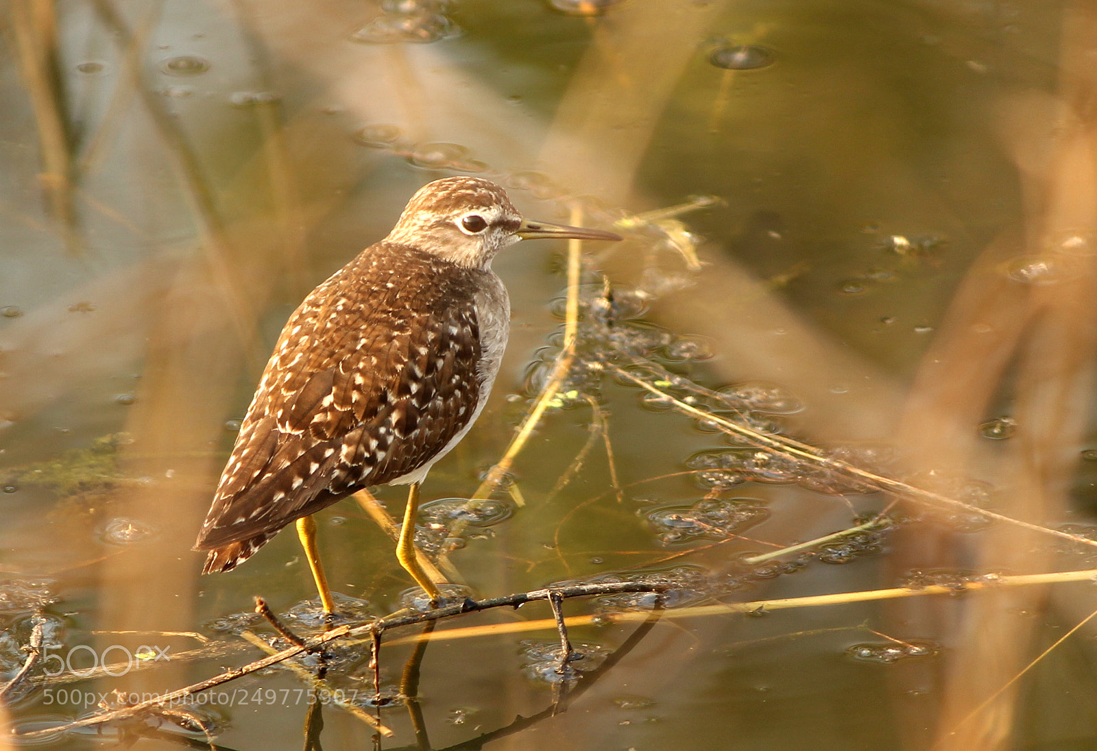 Canon EF-S 55-250mm F4-5.6 IS II sample photo. Wood sandpiper photography