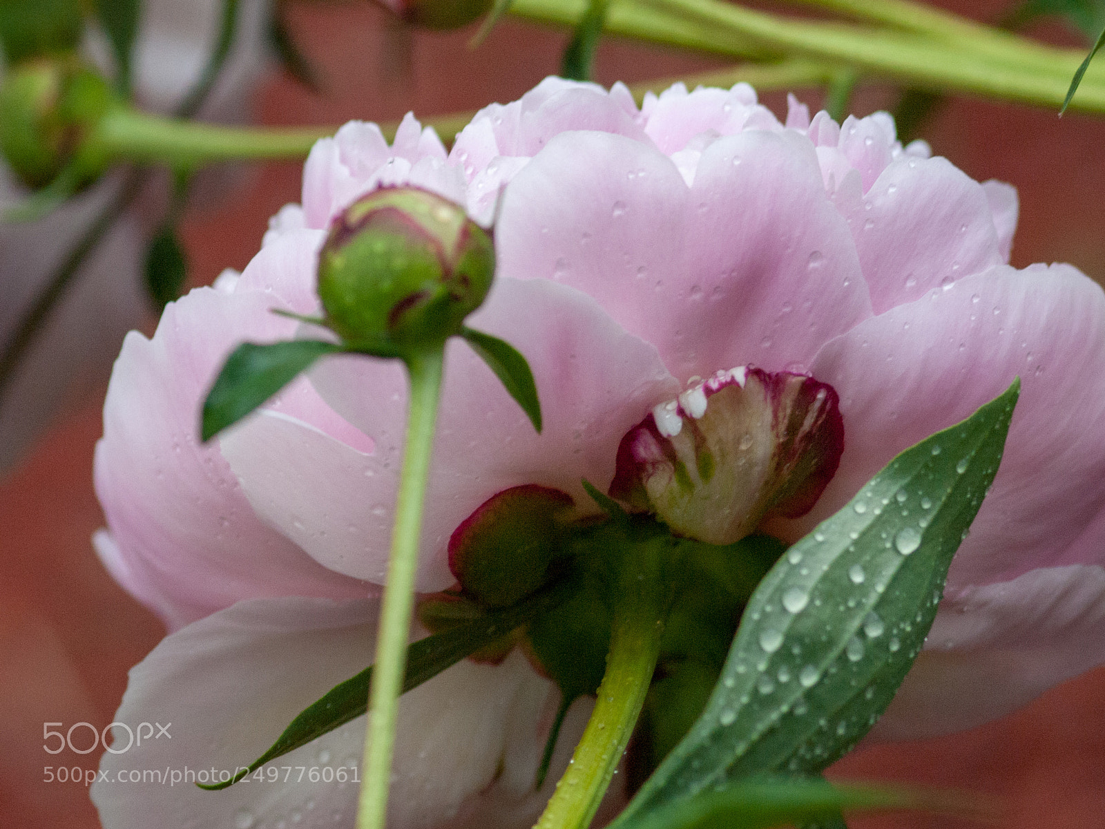 Olympus E-620 (EVOLT E-620) sample photo. Bulb to bloom photography