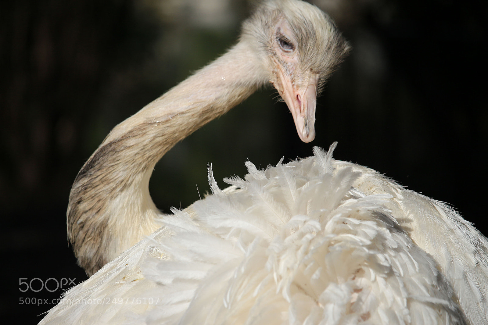 Canon EOS 700D (EOS Rebel T5i / EOS Kiss X7i) sample photo. Autruche au parc phoenix photography