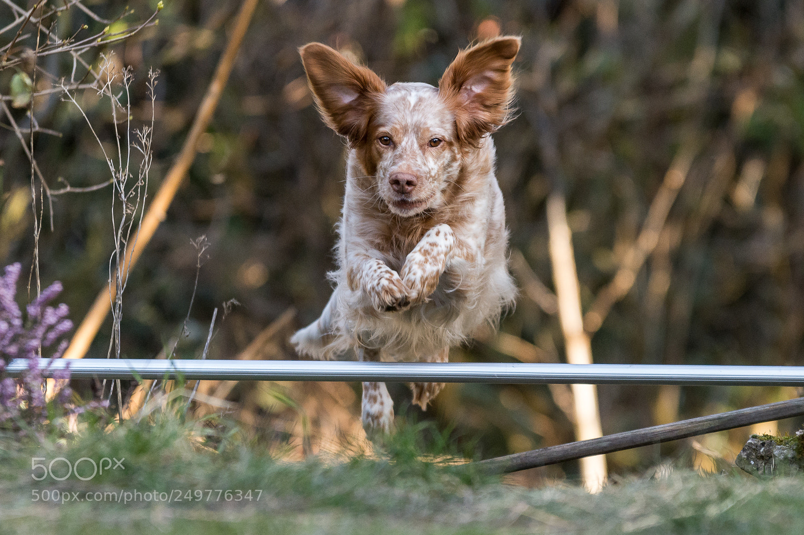 Nikon D7200 sample photo. Ready to fly photography
