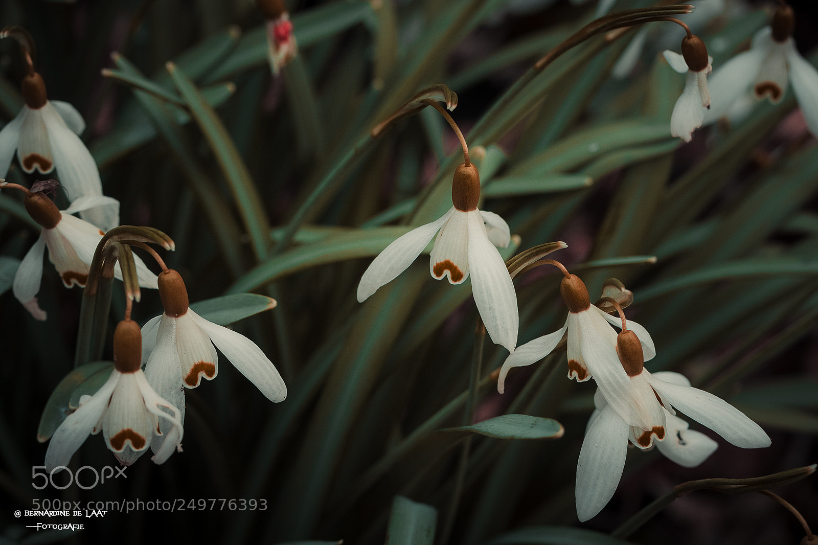 Nikon D7100 sample photo. The beginning of spring photography