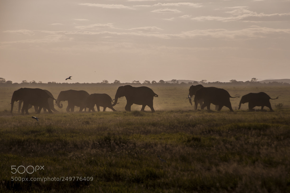 Nikon D90 sample photo. Elephants photography