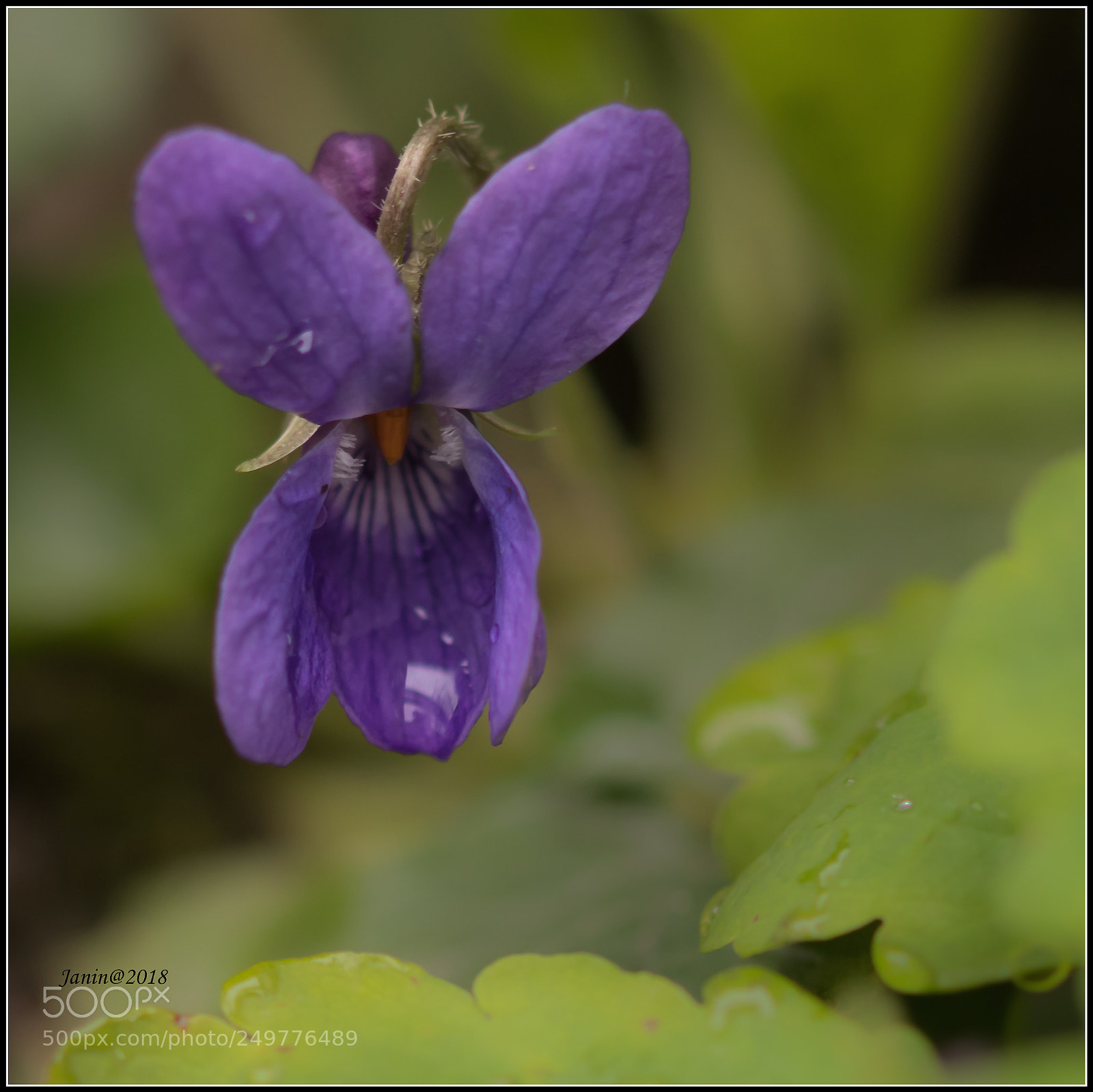 Canon EOS 77D (EOS 9000D / EOS 770D) sample photo. Violet after rain photography