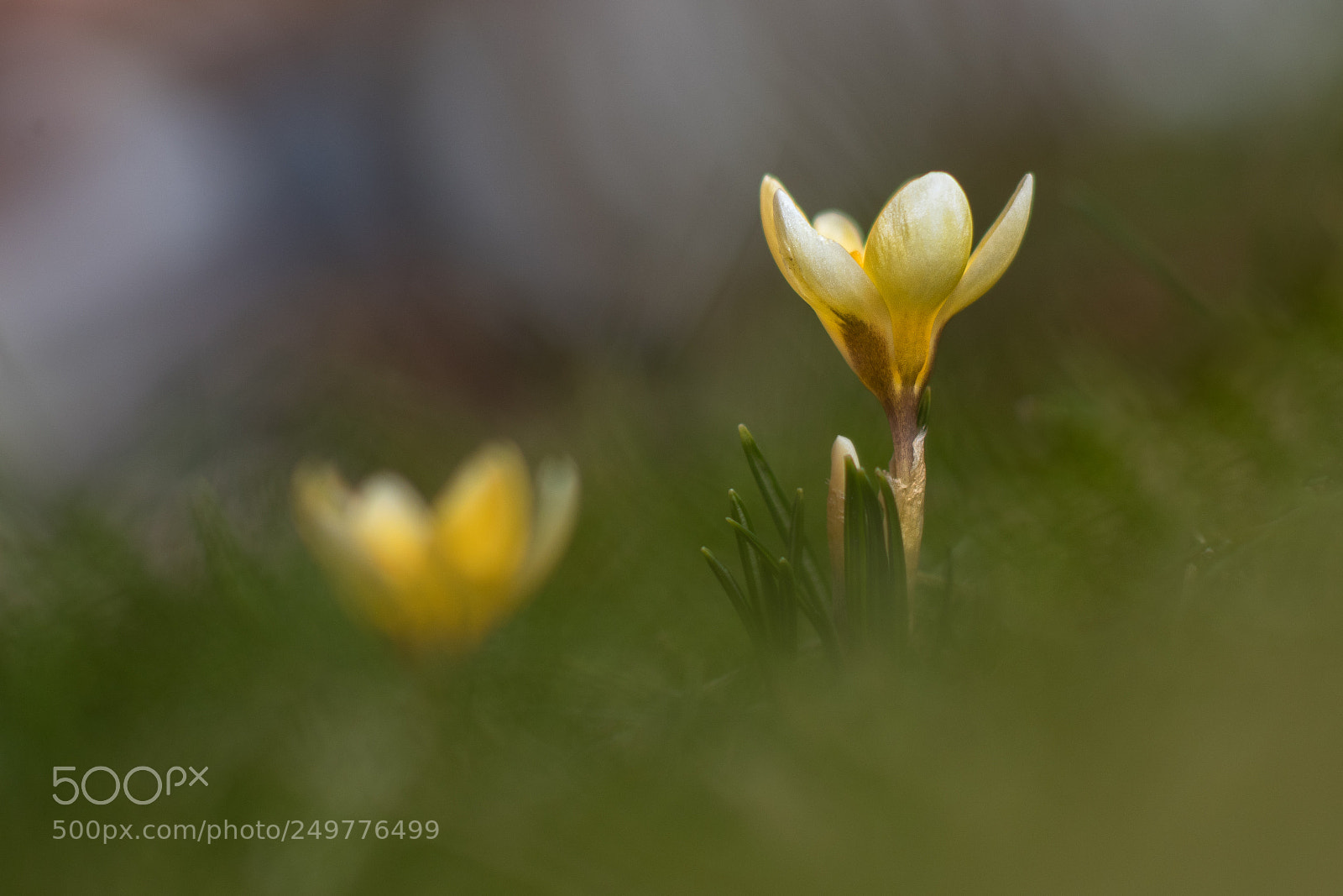 Canon EOS 80D sample photo. Spring first flowers photography