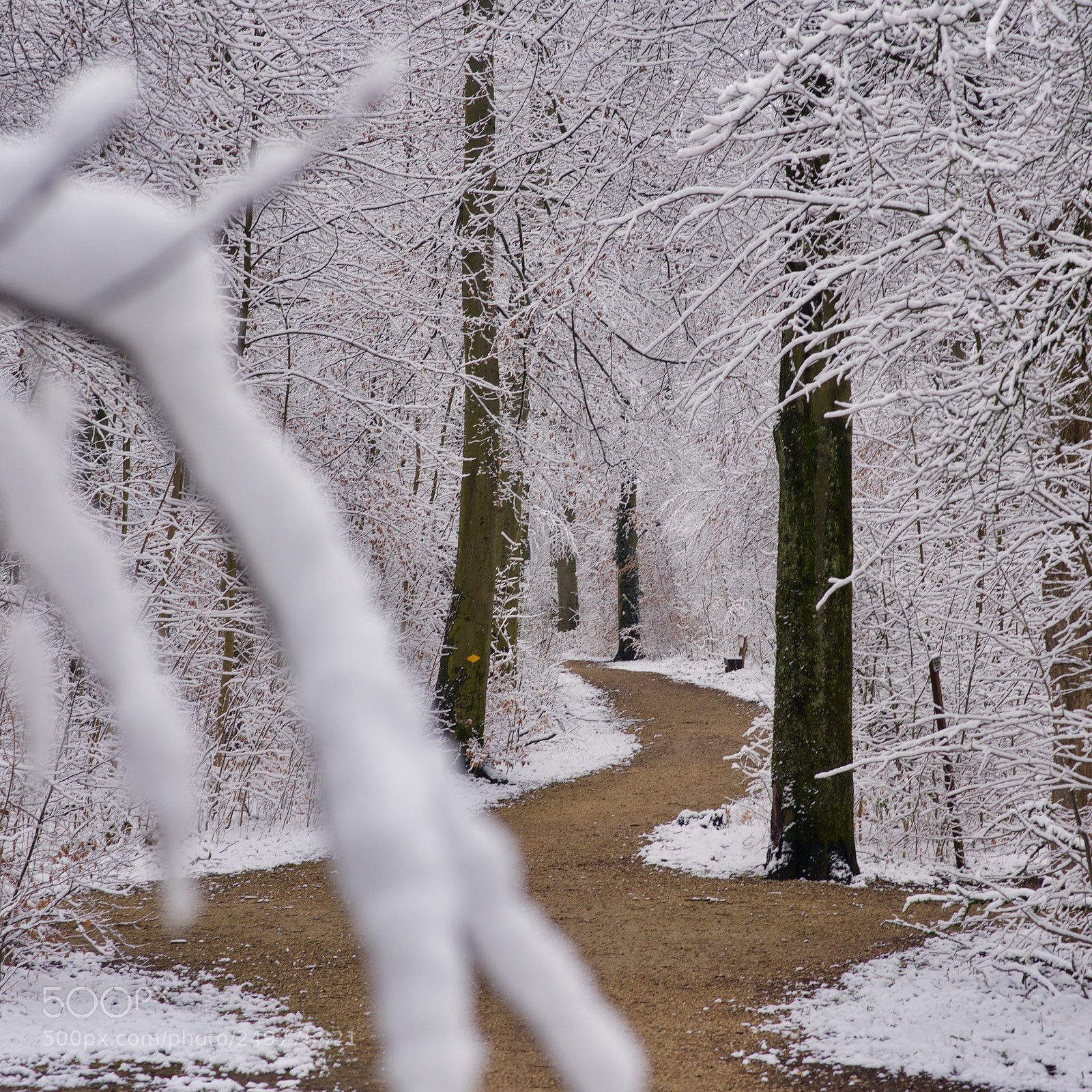 Nikon D810 sample photo. Winterwonderland photography