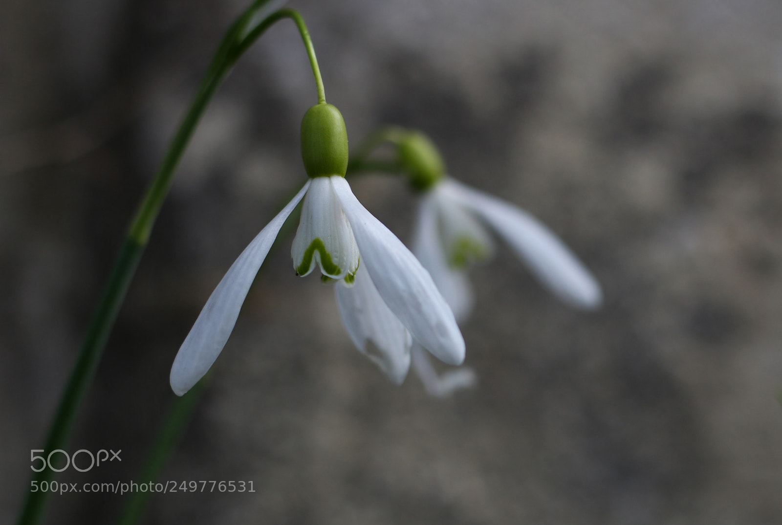 Canon EOS 700D (EOS Rebel T5i / EOS Kiss X7i) sample photo. Early spring photography