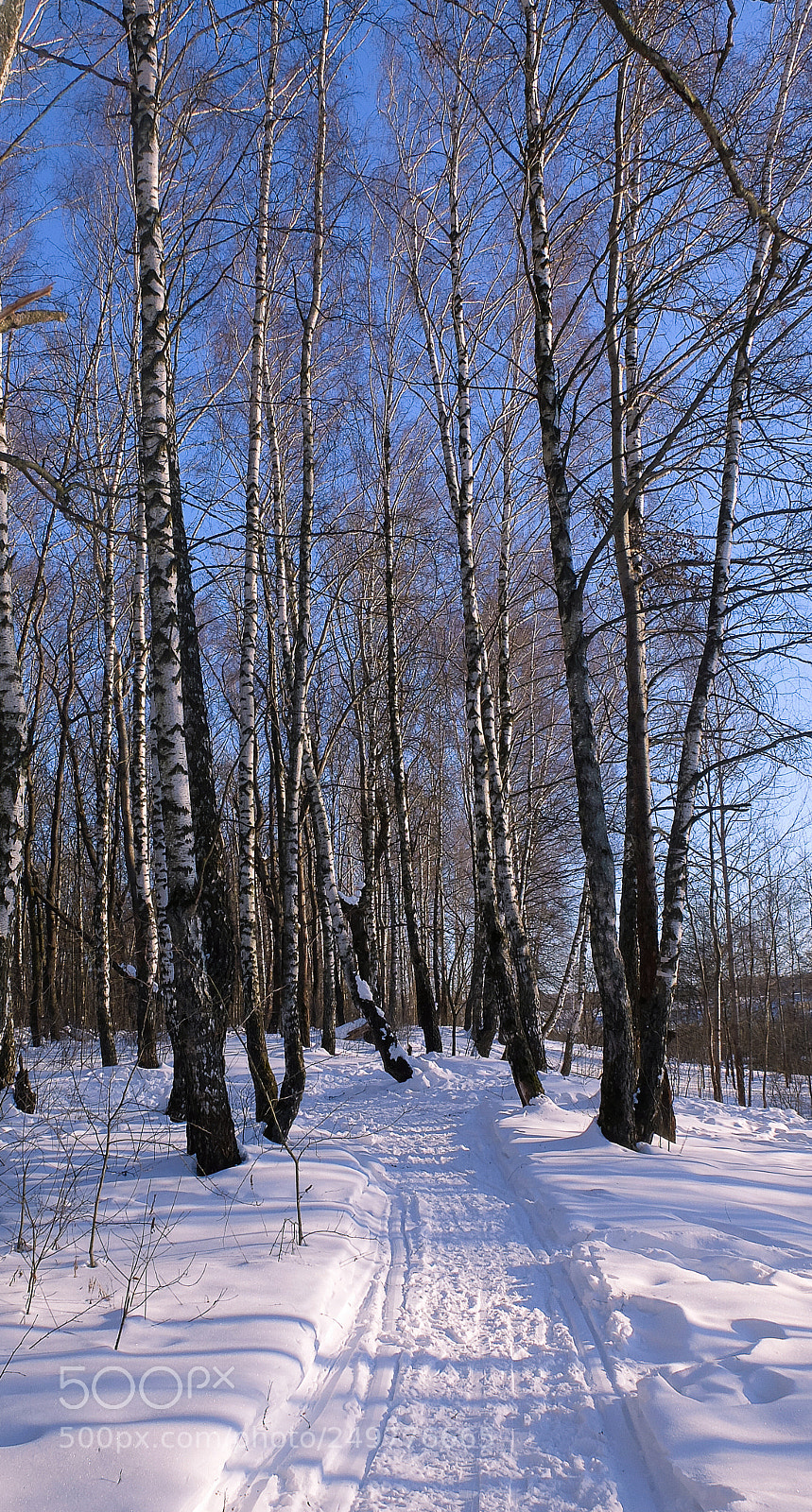 Fujifilm X30 sample photo. Waiting for spring.... photography