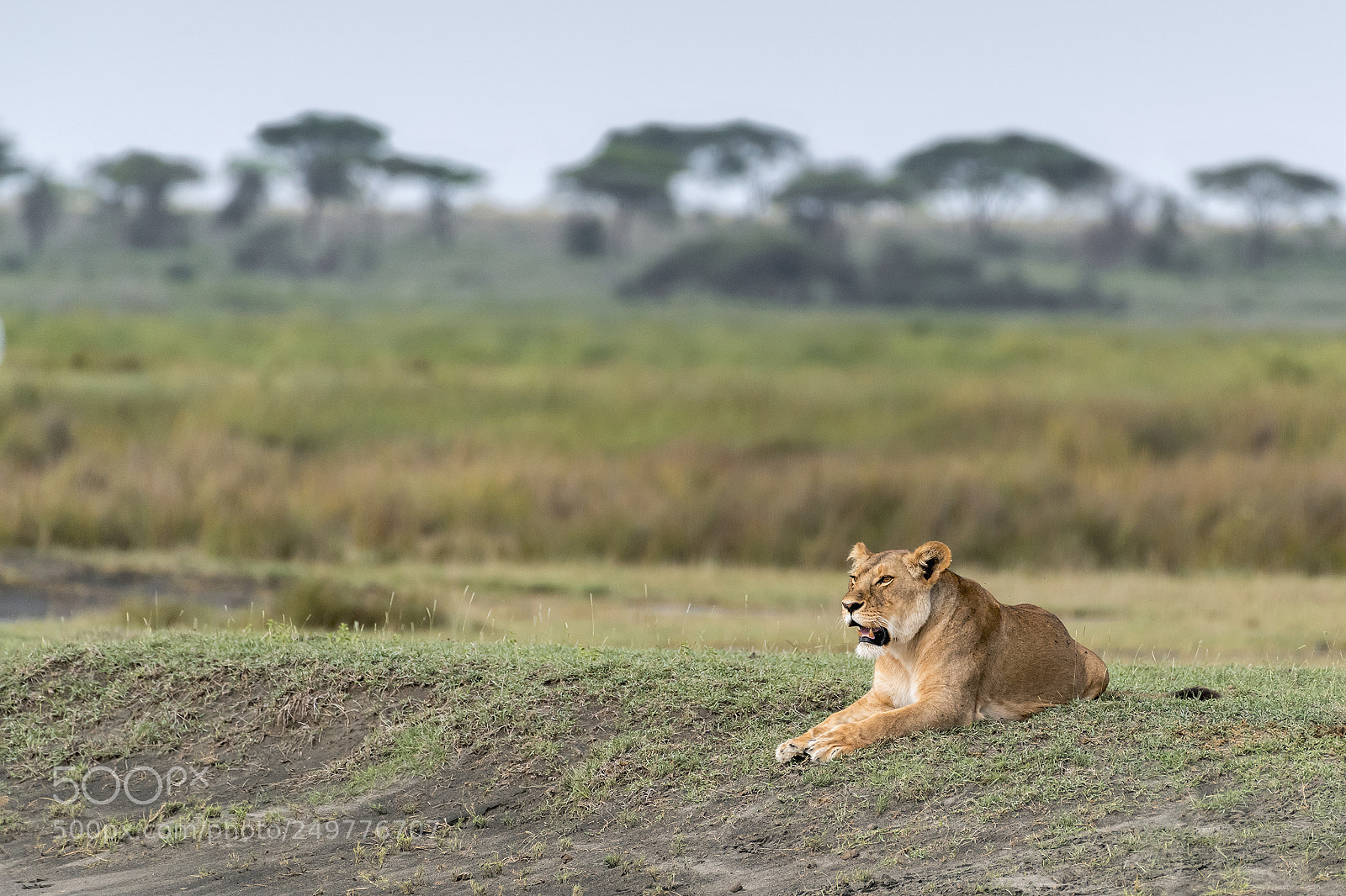 Nikon D810 sample photo. Watching the hers photography