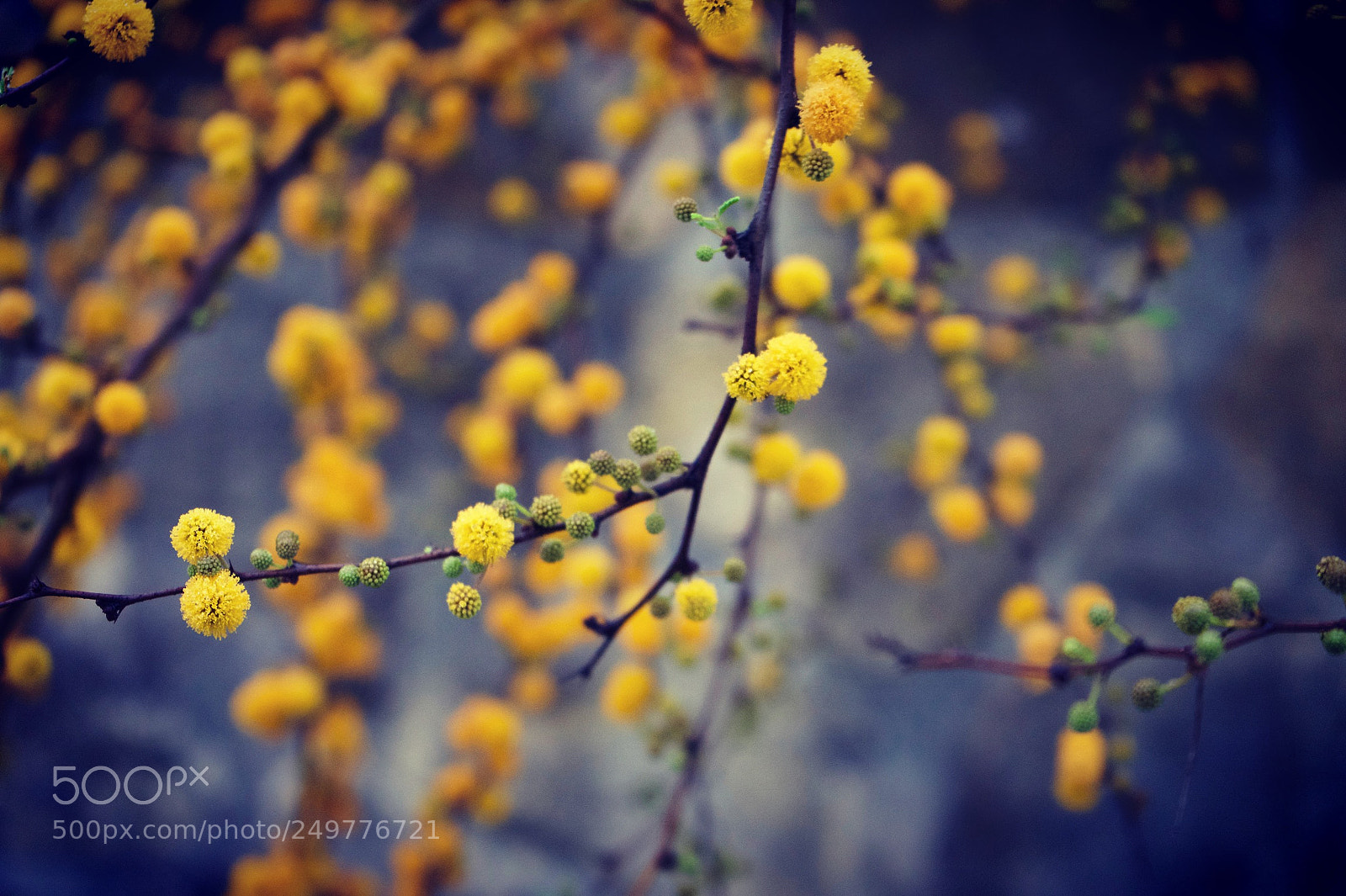 Sony a7 II sample photo. Spring photography