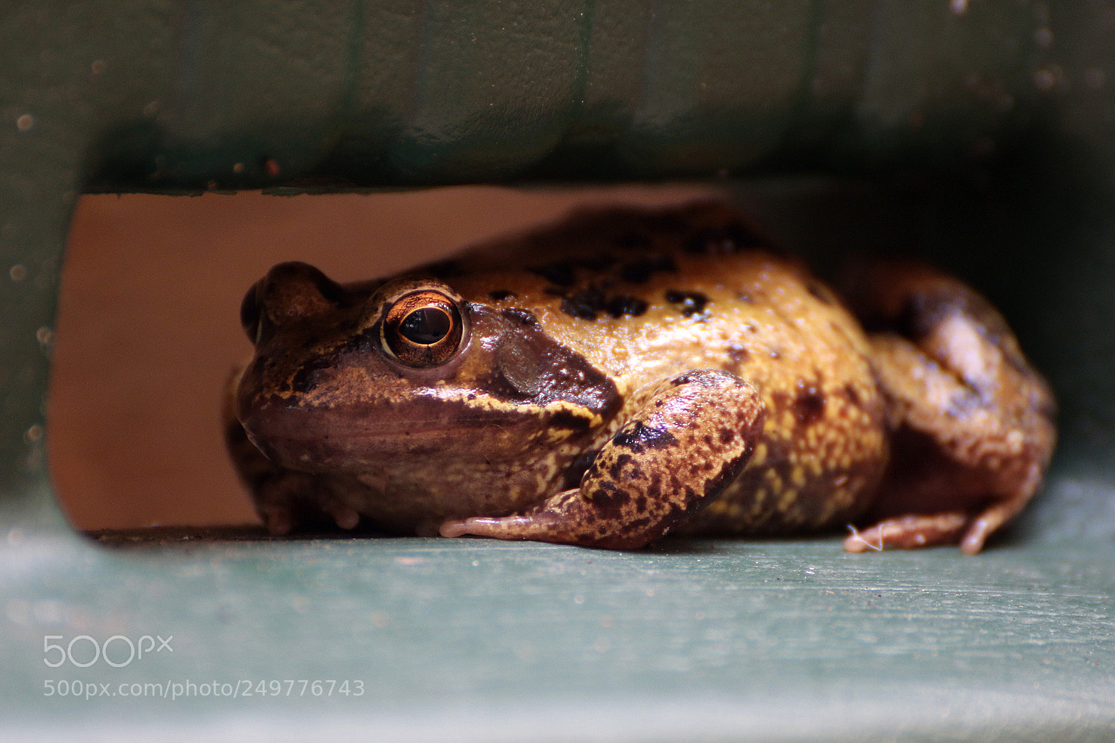 Canon EOS 70D sample photo. Frog photography