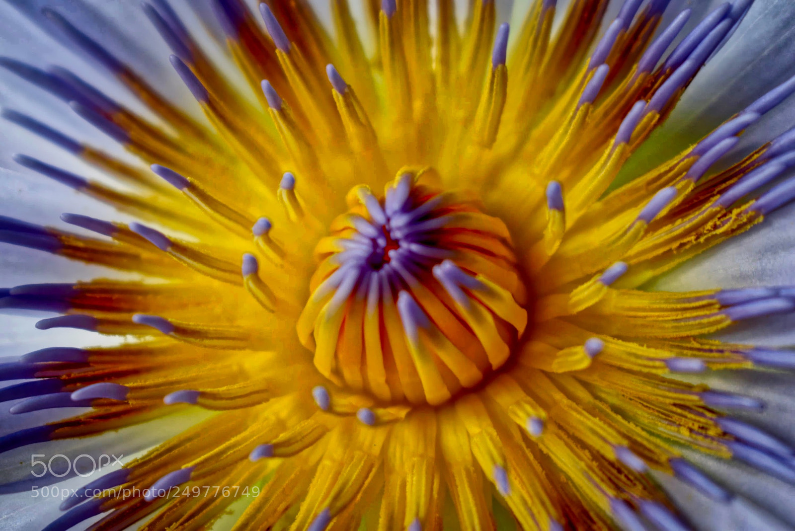 Nikon D5300 sample photo. Water lily photography