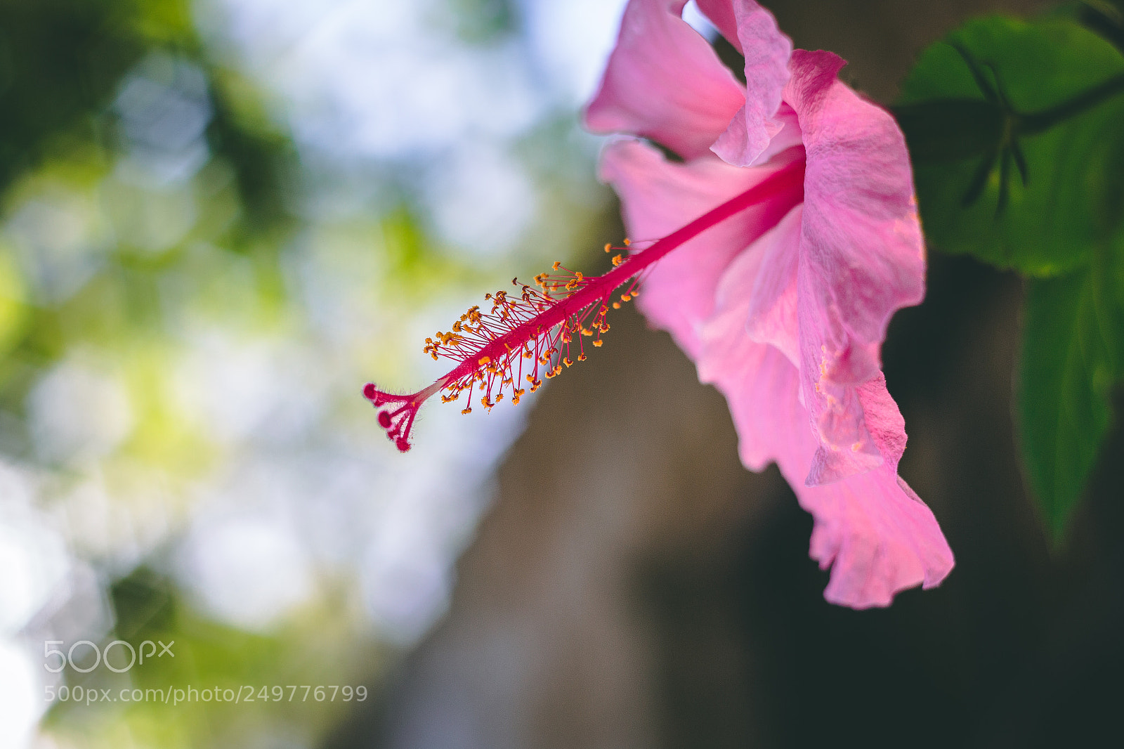 Canon EOS 70D sample photo. Img photography