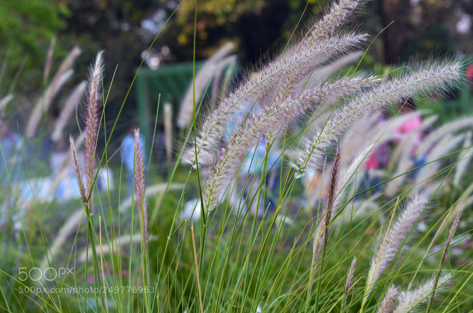 Nikon D5100 sample photo. Park photography