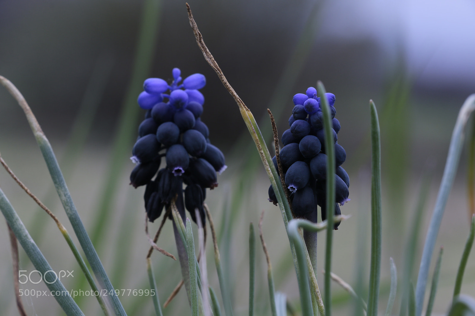 Canon EOS 70D sample photo. Untitled photography