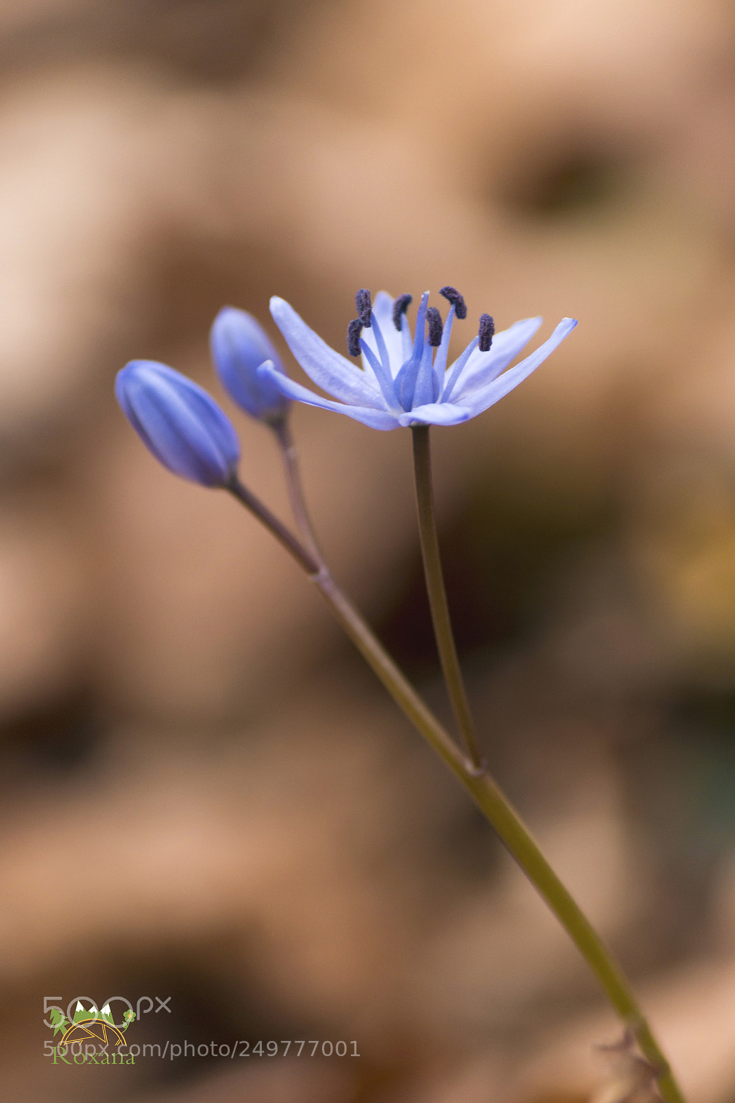 Canon EOS 70D sample photo. Spring is here photography