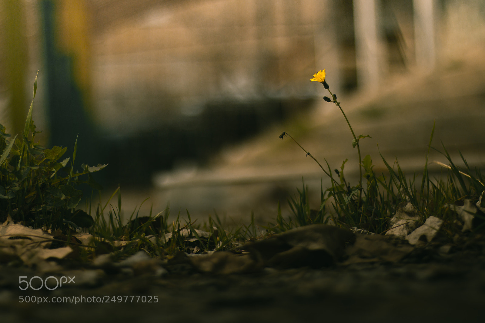 Canon EOS 70D sample photo. Lonely flower photography
