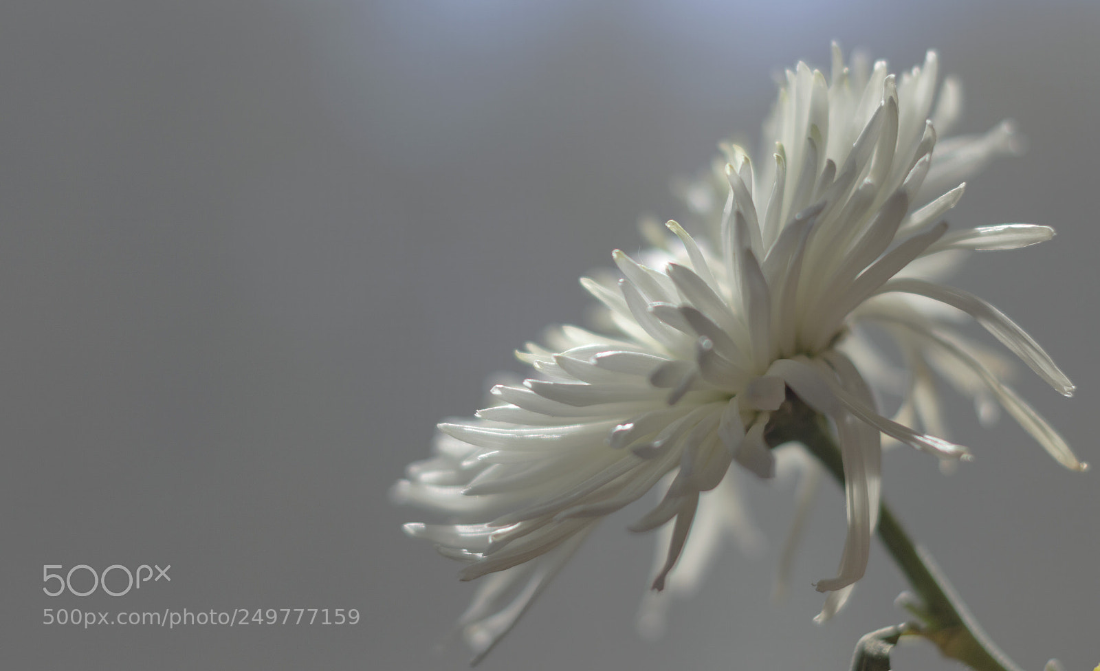 Nikon D3200 sample photo. Macro flower photography
