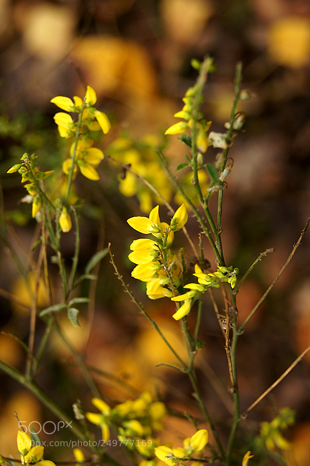 Sony Alpha DSLR-A500 sample photo. * photography