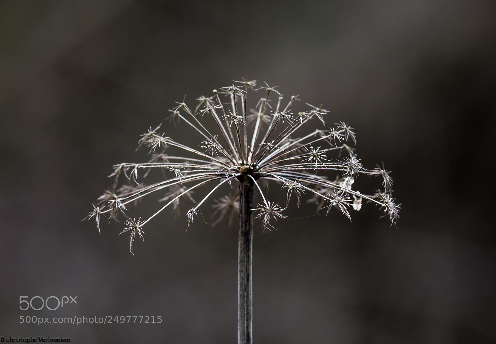 Nikon D7100 sample photo. Plant photography