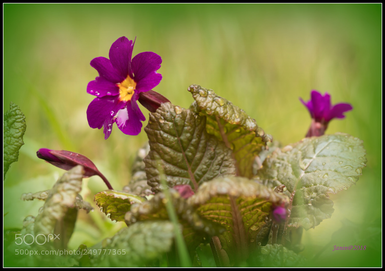 Canon EOS 77D (EOS 9000D / EOS 770D) sample photo. Another spring flower after photography