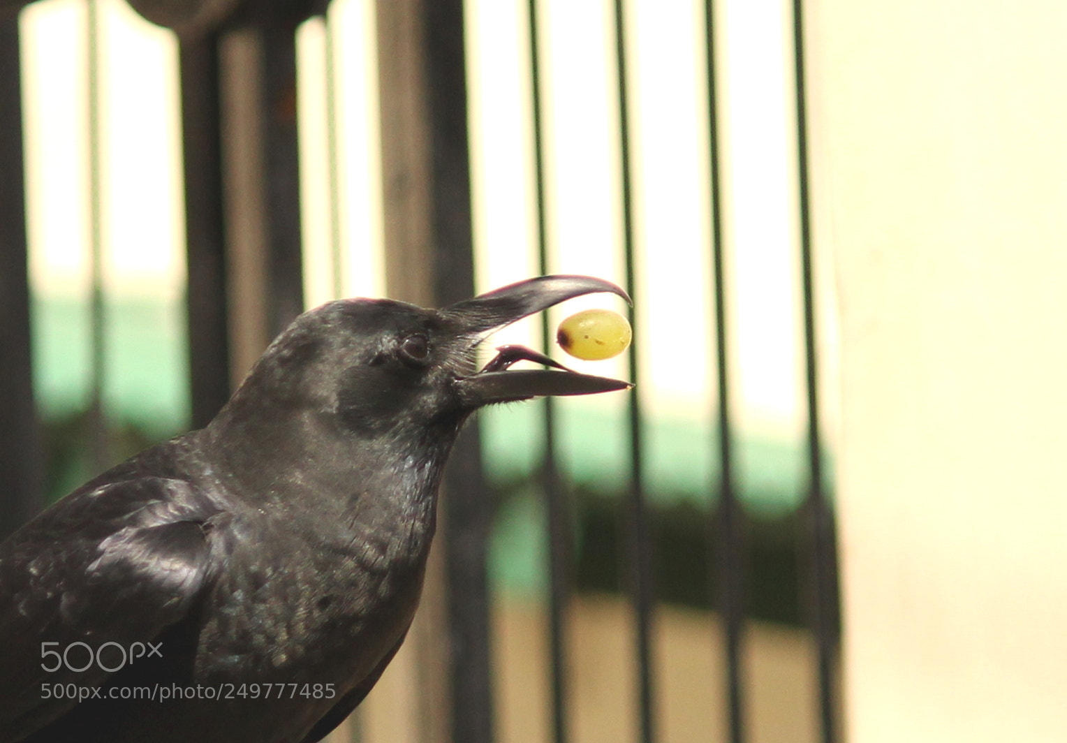 Canon EF-S 55-250mm F4-5.6 IS II sample photo. Crow photography