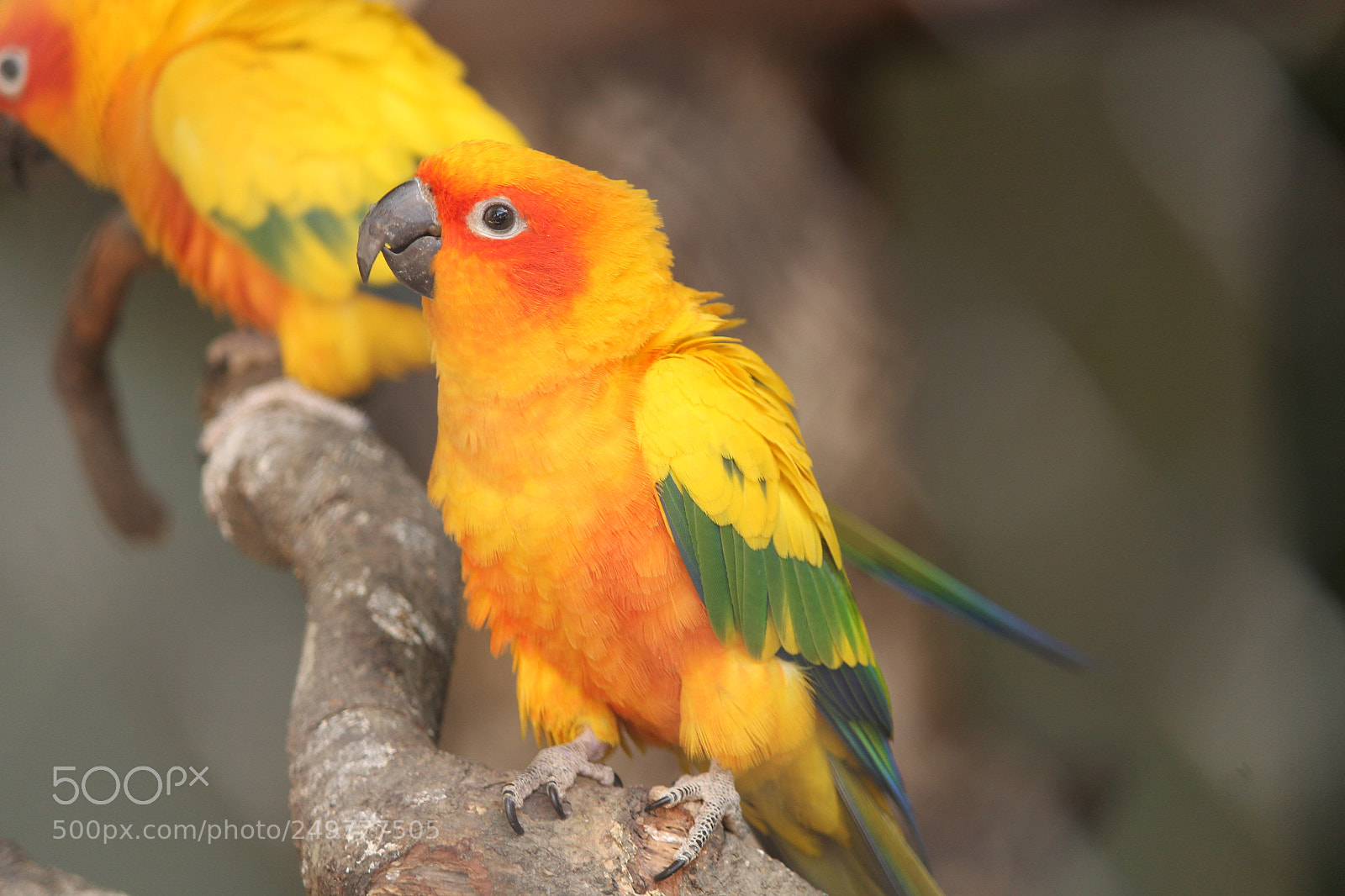 Canon EF-S 55-250mm F4-5.6 IS II sample photo. Img photography