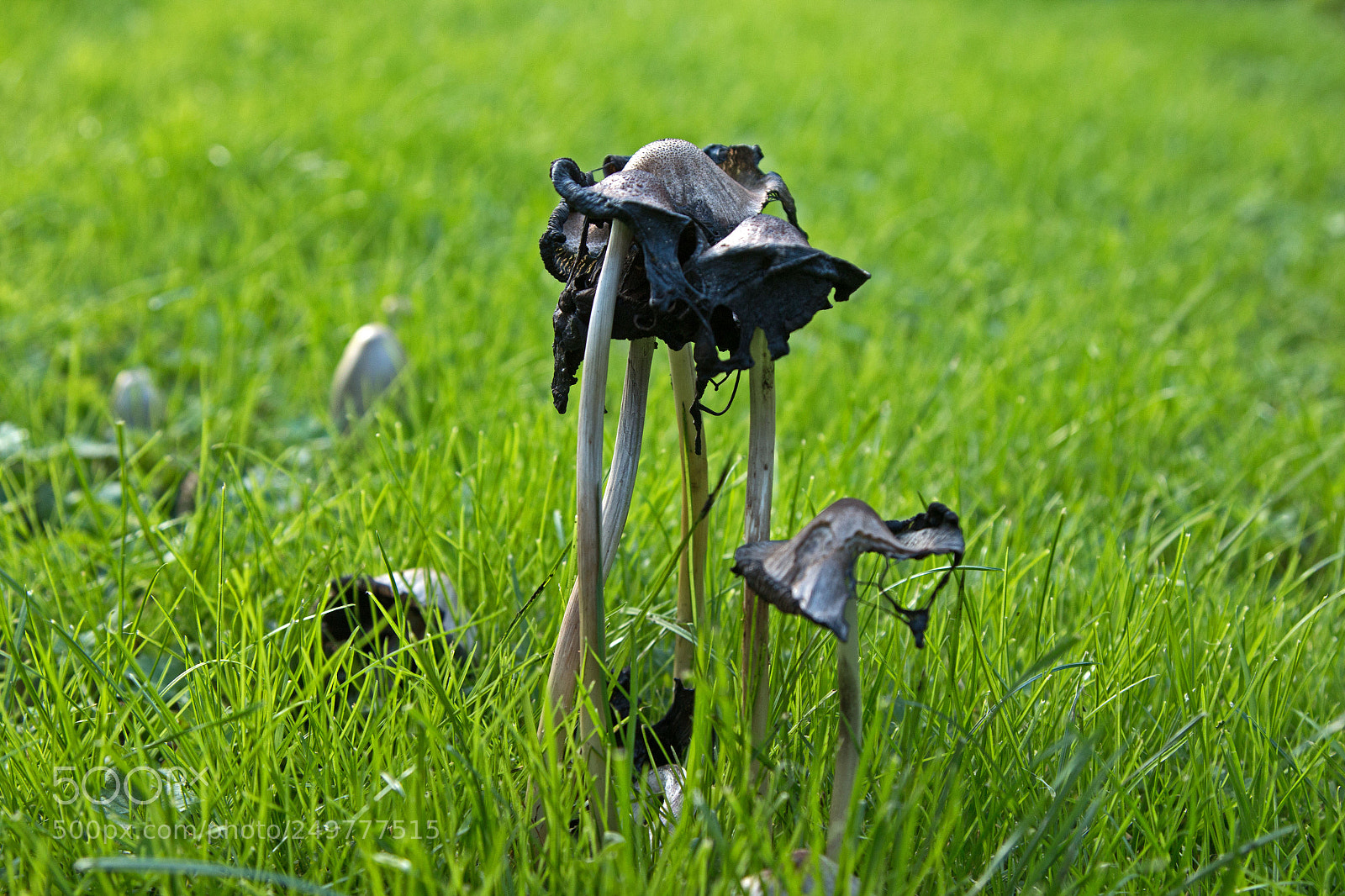 Canon EOS 70D sample photo. Mushrooms photography