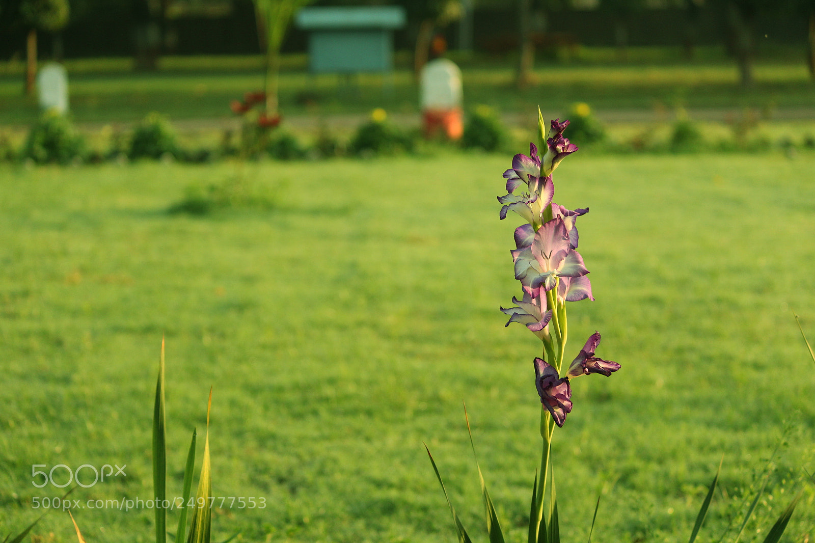 Canon EF-S 55-250mm F4-5.6 IS II sample photo. Img photography