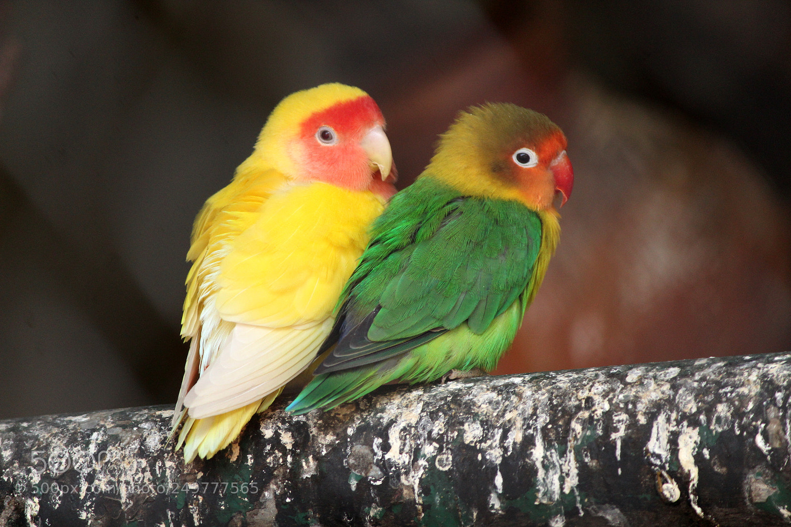 Canon EF-S 55-250mm F4-5.6 IS II sample photo. Love birds photography