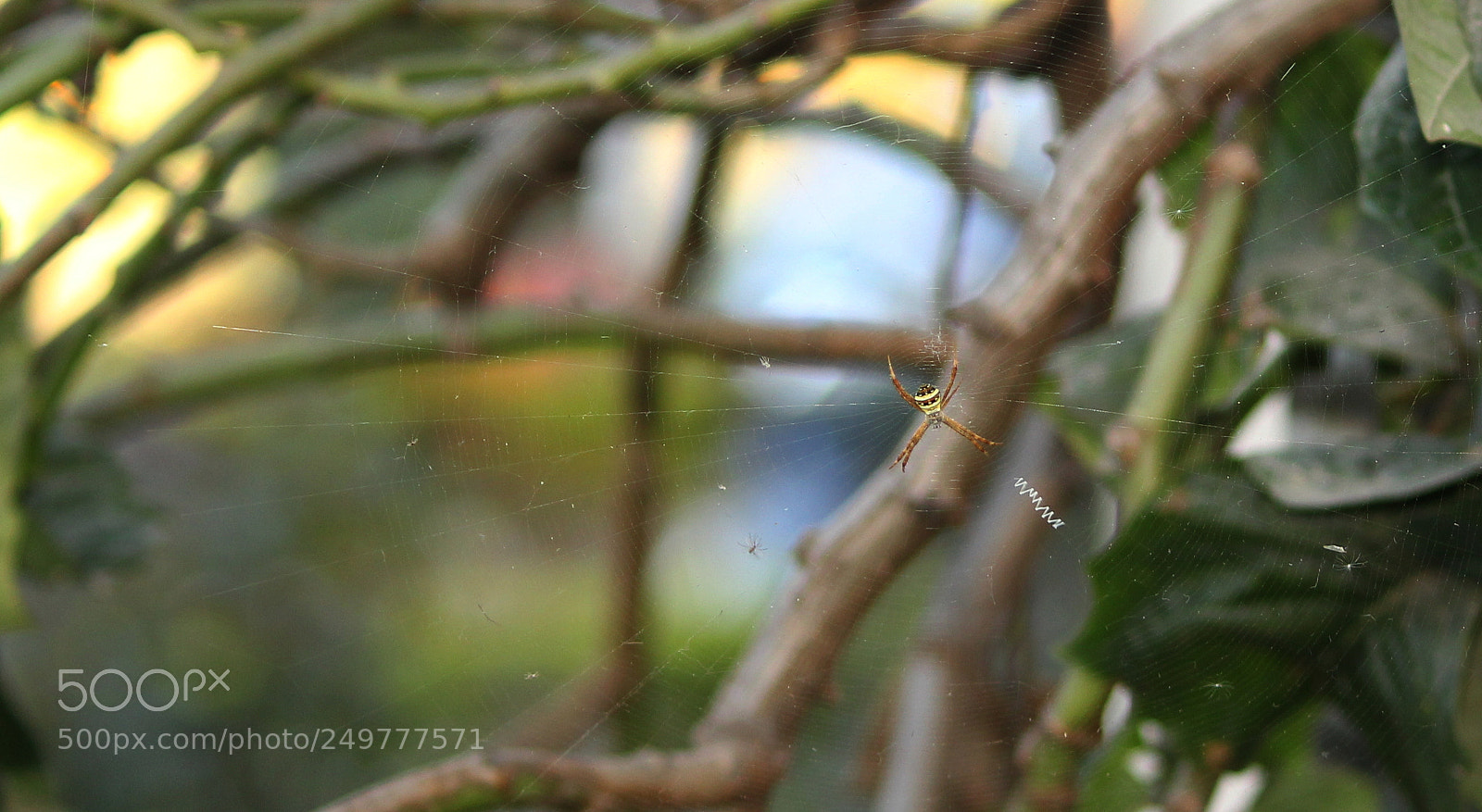 Canon EF-S 55-250mm F4-5.6 IS II sample photo. Spider photography