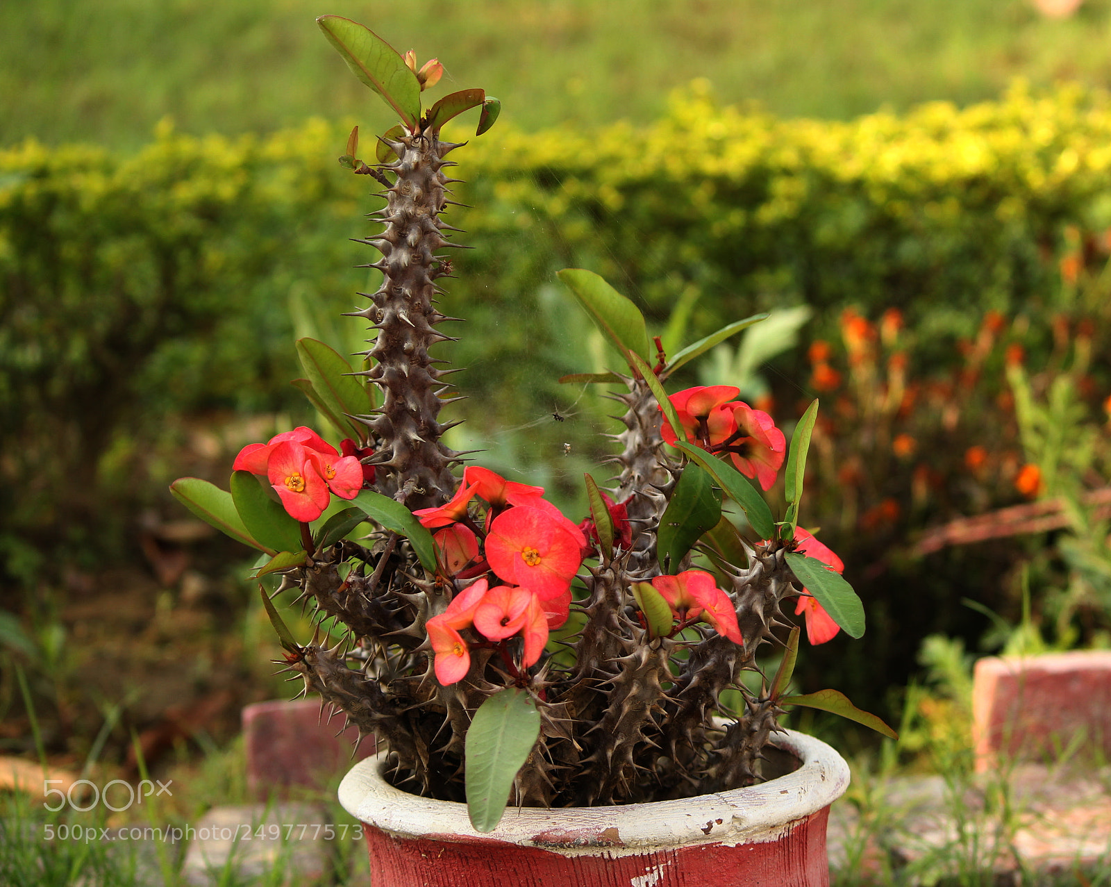Canon EF-S 55-250mm F4-5.6 IS II sample photo. Wal photography
