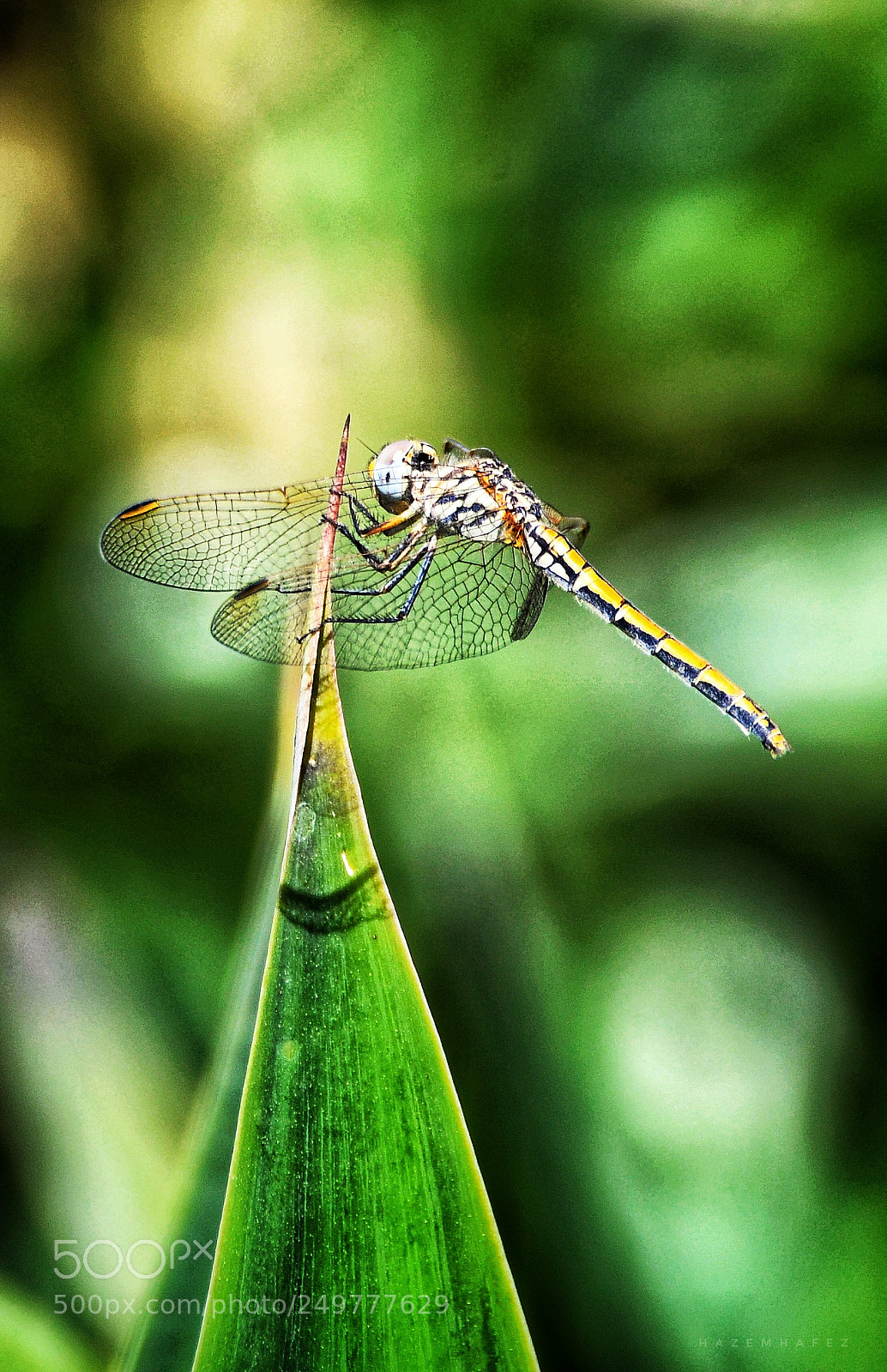 Nikon D610 sample photo. Posing photography
