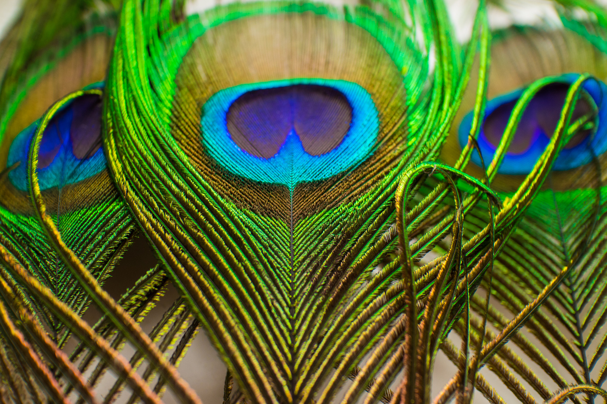 Canon EOS M2 sample photo. Colorful peacock feathers photography