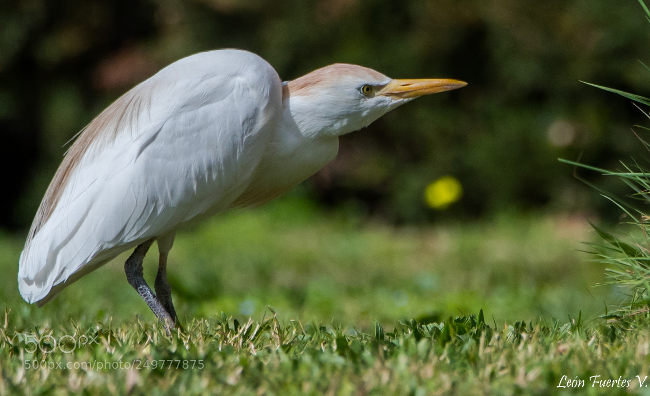 Nikon D7500 sample photo. Aves. berds photography