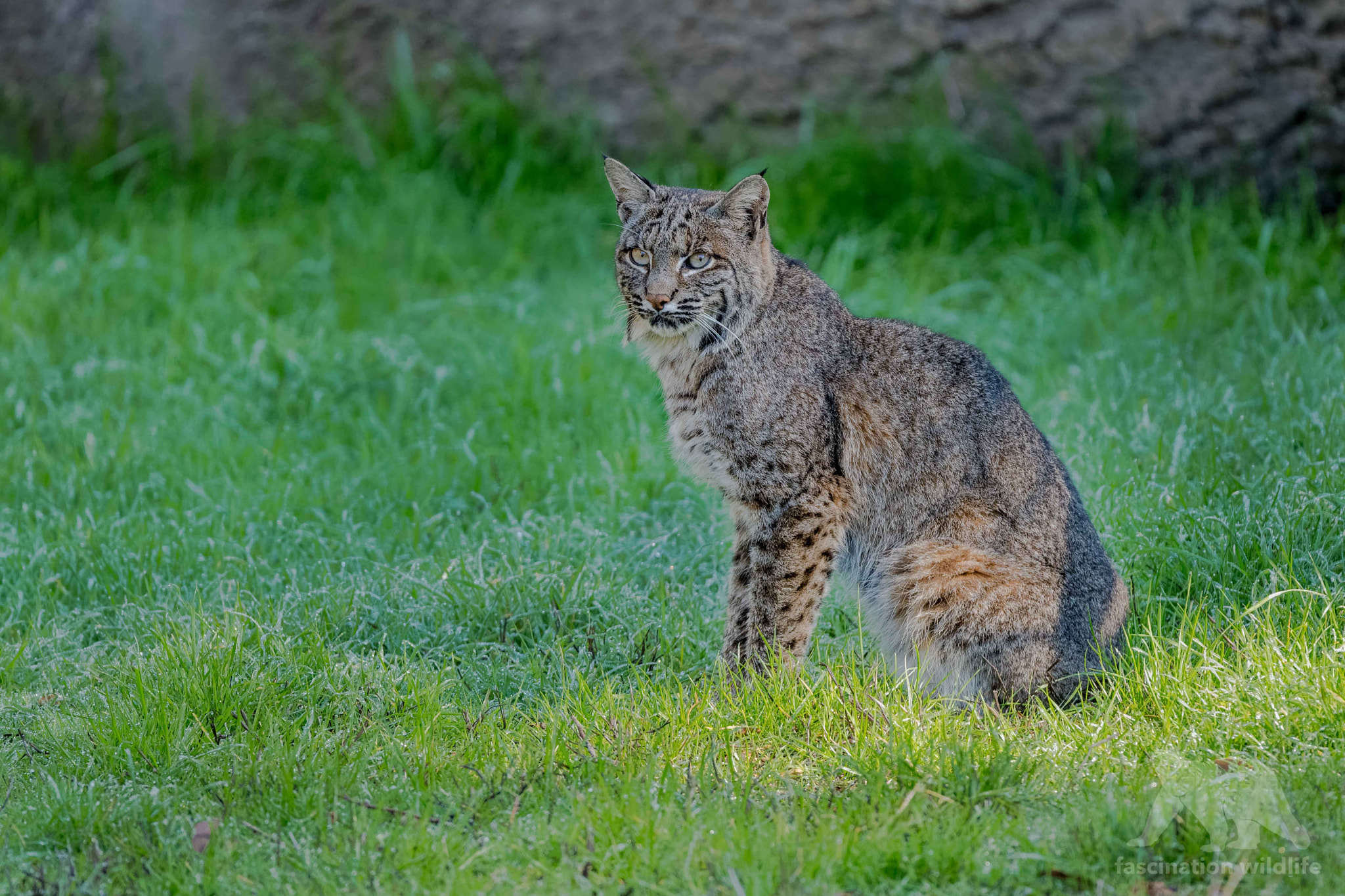 Sigma 150-600mm F5-6.3 DG OS HSM | S sample photo. Bobcat photography