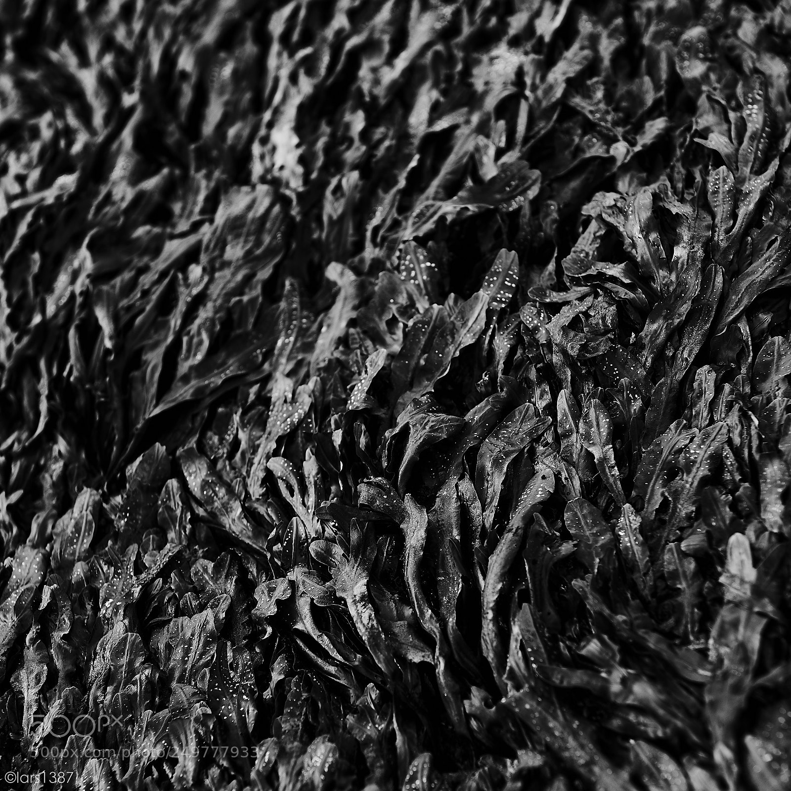 Nikon D810 sample photo. Seaweed - mono photography