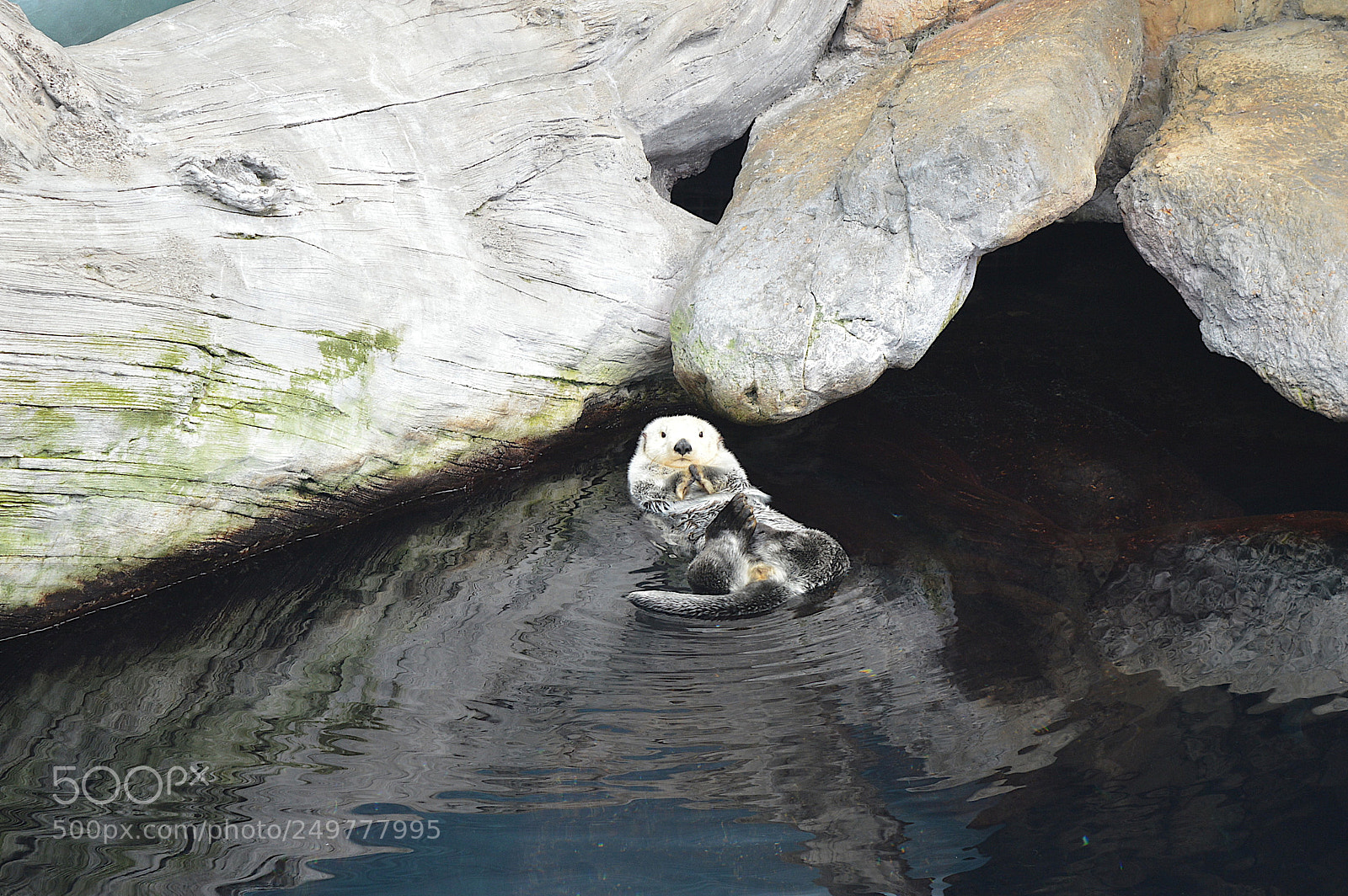 Nikon D3200 sample photo. The chilling otter. photography