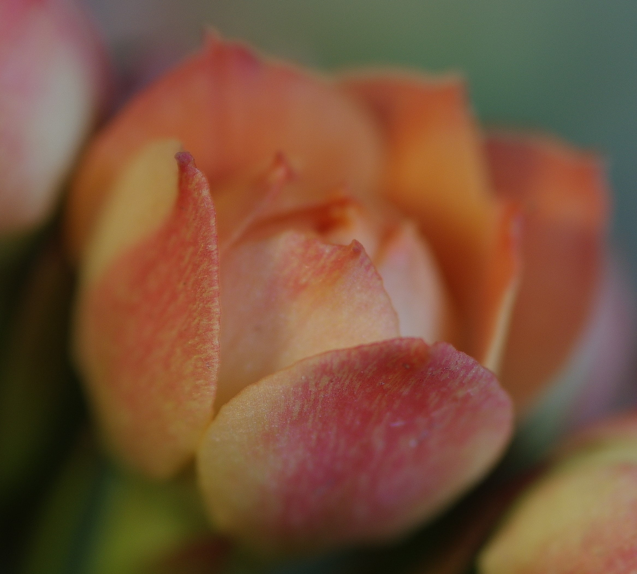 Pentax K-3 sample photo. Rose .. 3 .. photography