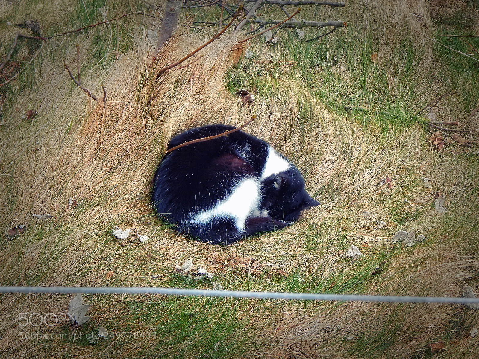 Nikon Coolpix L830 sample photo. Sleeping cat photography