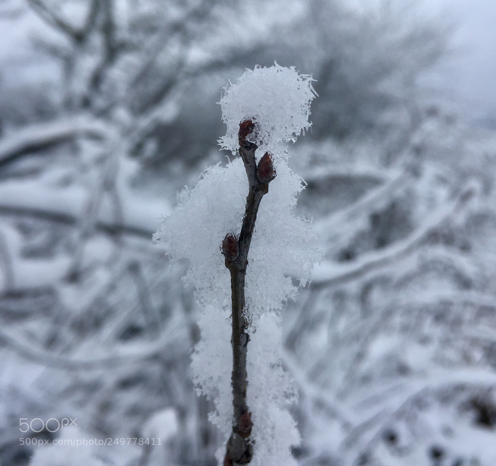 Apple iPhone SE sample photo. Untitled photography
