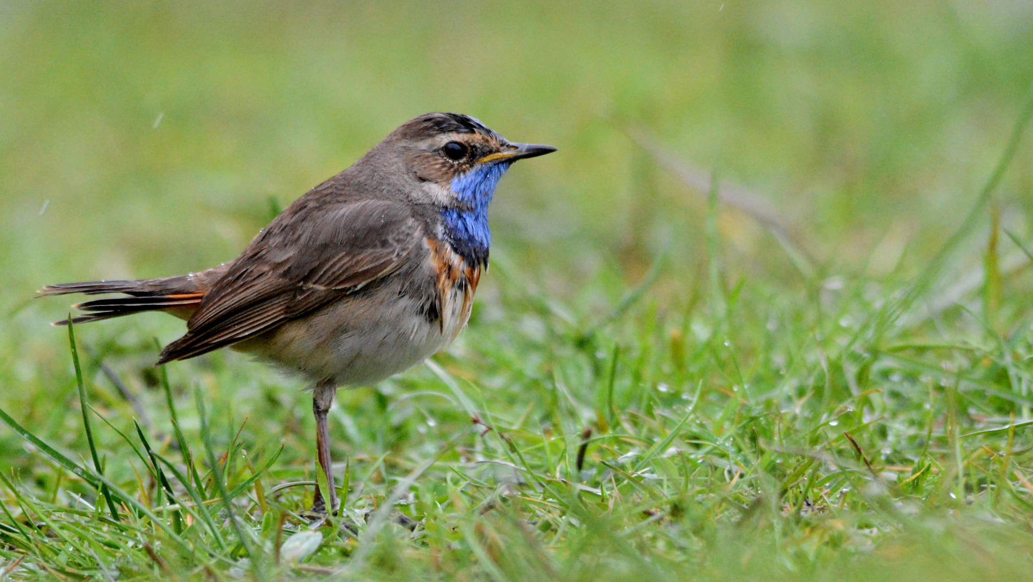 Nikon D7100 + Sigma 150-500mm F5-6.3 DG OS HSM sample photo. Bluethroat photography