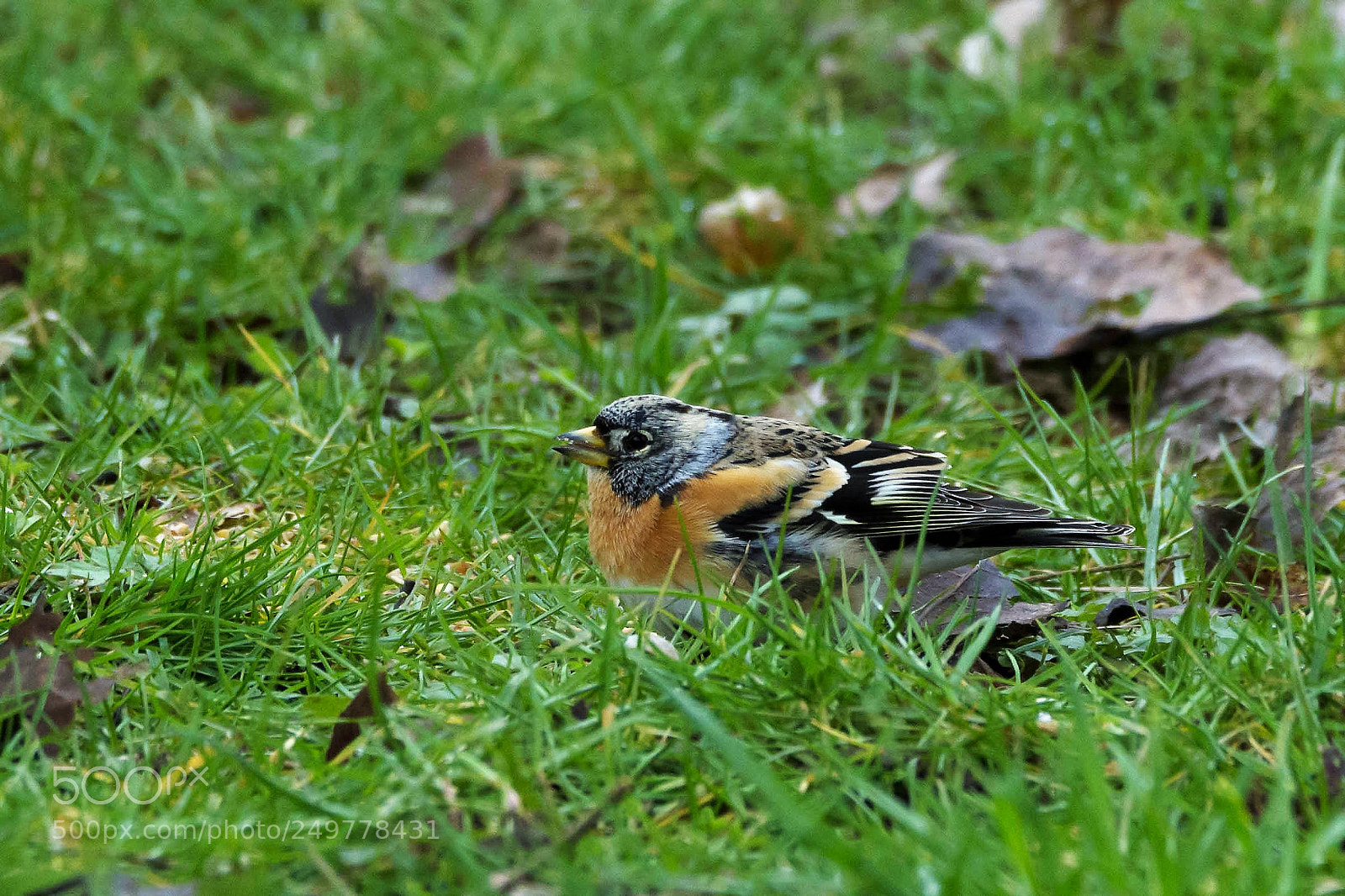 Nikon D7200 sample photo. Brambling in normandy photography
