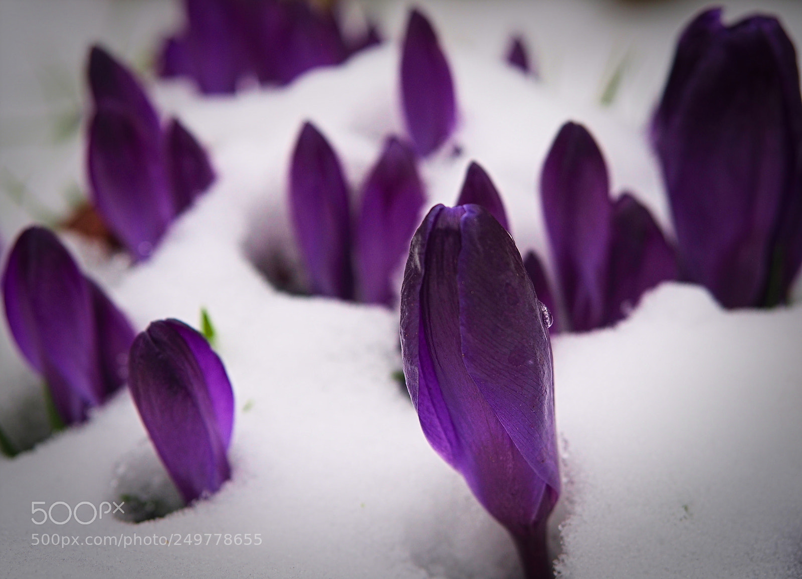 Olympus PEN E-PL5 sample photo. Blue invasion photography
