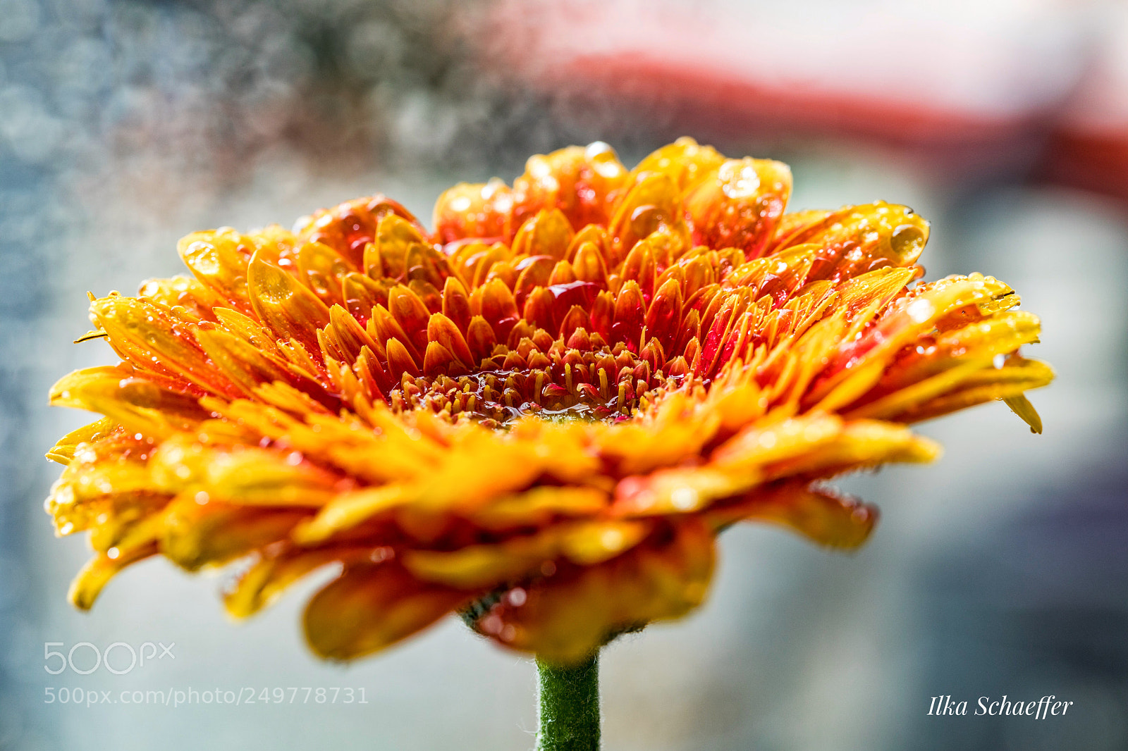 Canon EOS 5D Mark IV sample photo. Gerbera photography