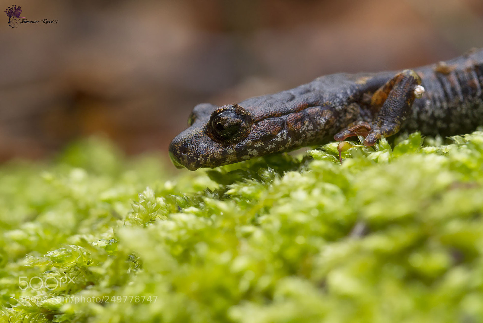 Canon EOS 7D sample photo. Italian cave salamander, geotritone photography