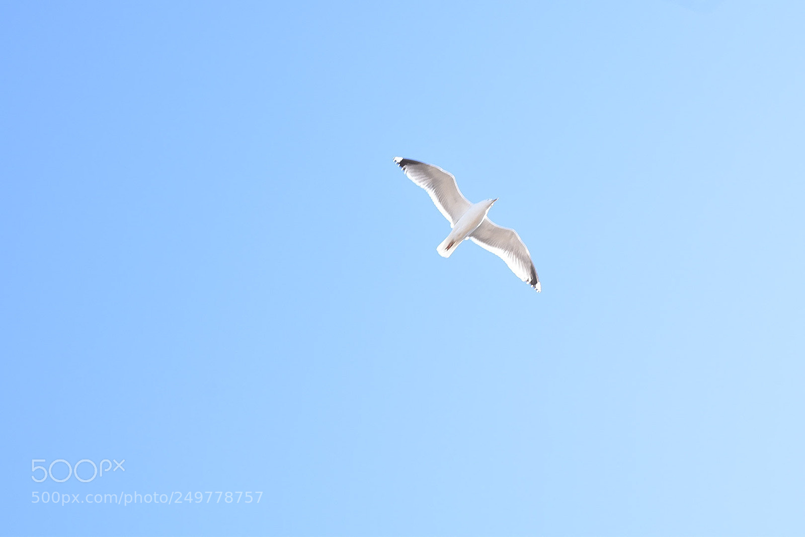 Nikon D5600 sample photo. Blue white photography